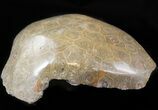 Polished Fossil Coral (Actinocyathus) Head - Cyber Monday Deal! #44919-2
